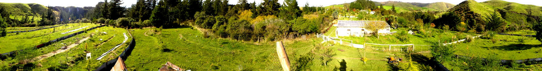 Tree top panorama