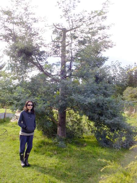 Coppice silver wattle