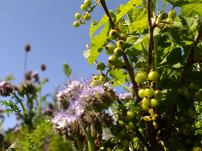 Colours of spring