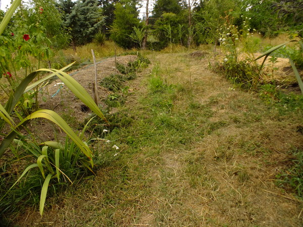 Hugelkultur gardens in summer
