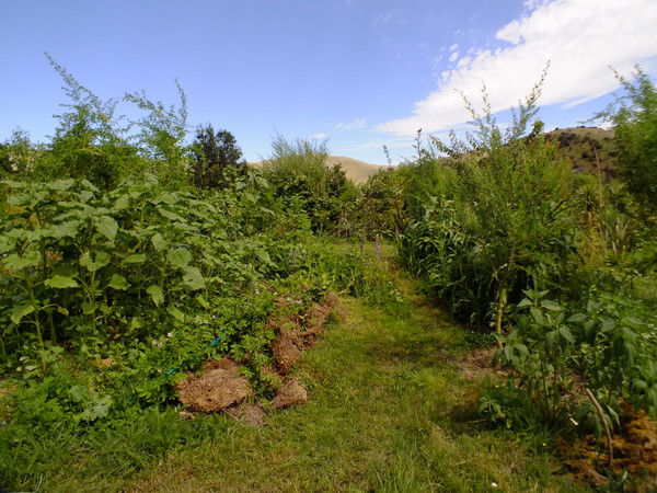 Hugelkultur gardens in summer