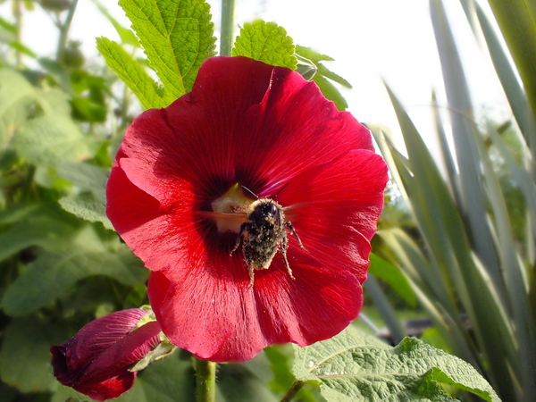 Hollyhock