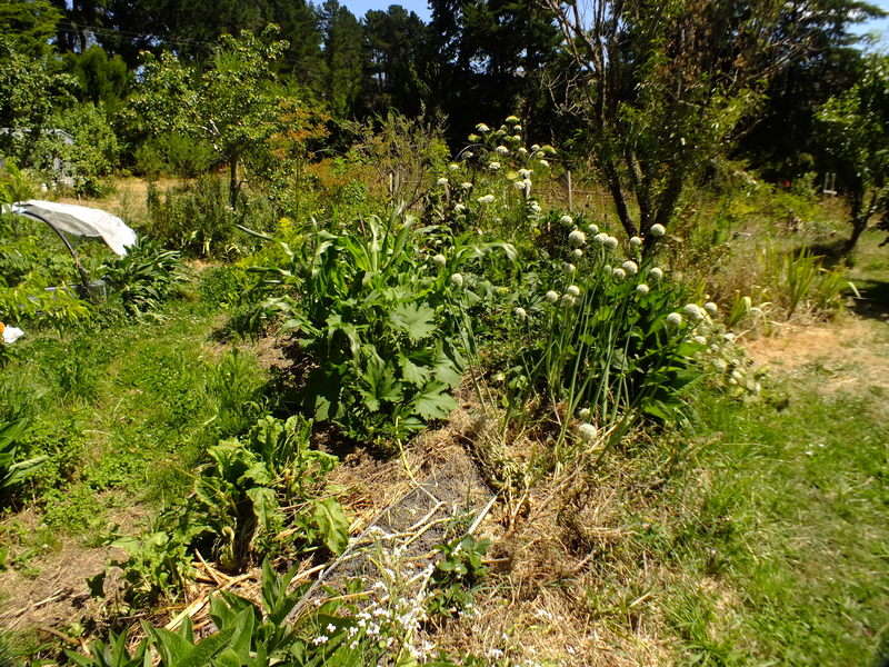 Summer gardening