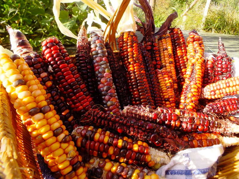 Painted Mountain Corn Seed