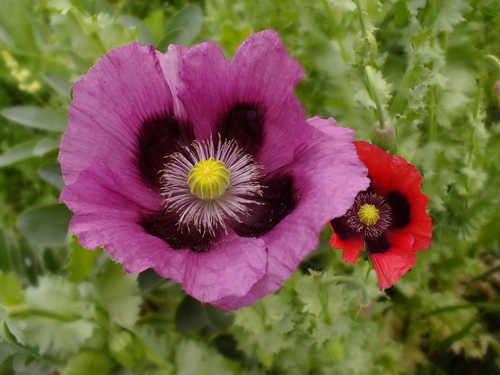 Mixed Poppy