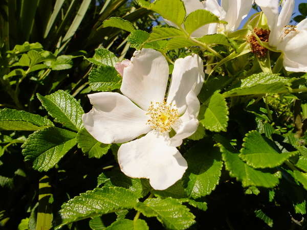 Rosa Rugosa Seeds
