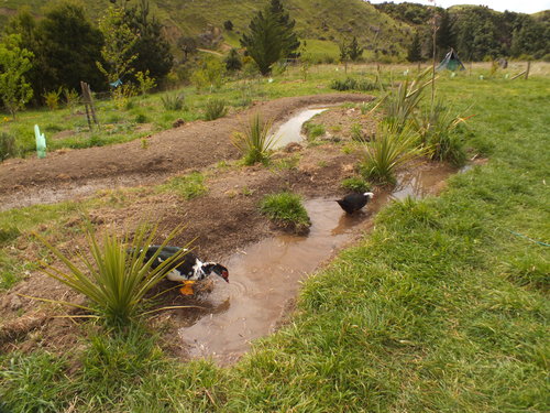 Run off swale for pigs and ducks