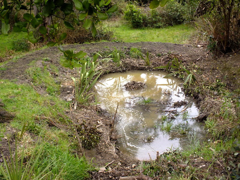 Making a wetland in a stony hole
