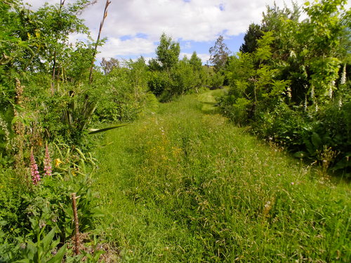 Learn about foodscaping / food forest gardening