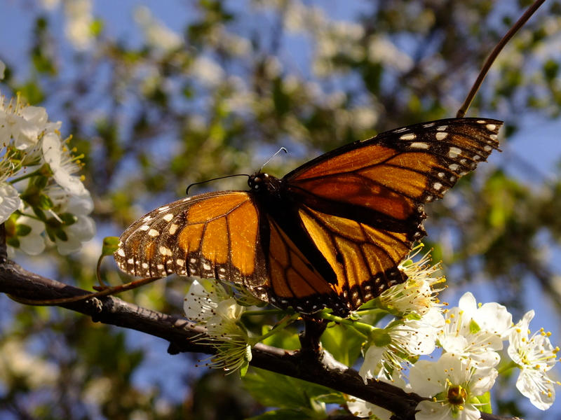 Monarch butterflies enjoying blossoms in the forest garden