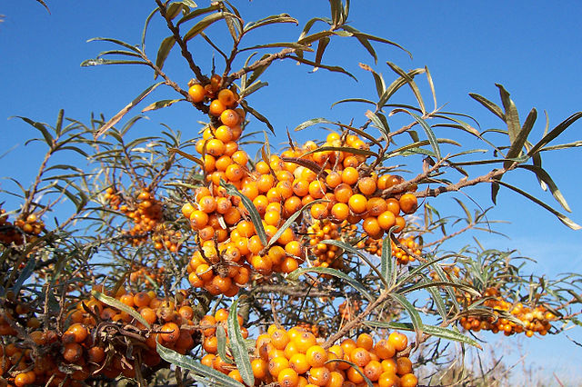 Sea Buckthorn / Sea Berry seeds