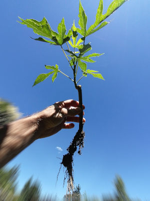 Babaco cutting