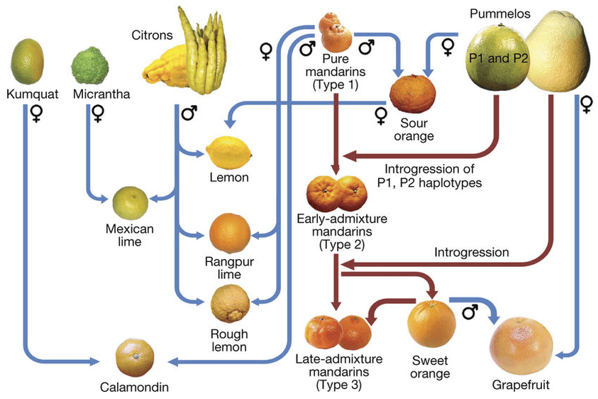 Citrus