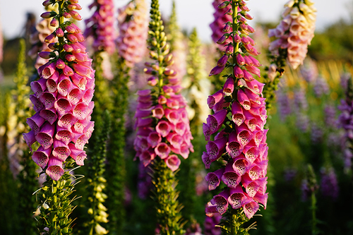 Foxglove