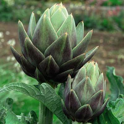 Globe Artichoke