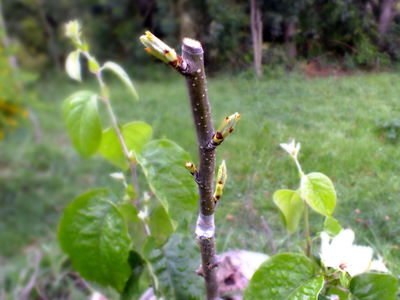 Learn to graft fruit trees (seasonal)