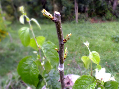 Quince root stock for grafting dwarf pear and loquat