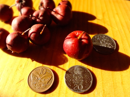 Large fruited thornless hawthorn seeds