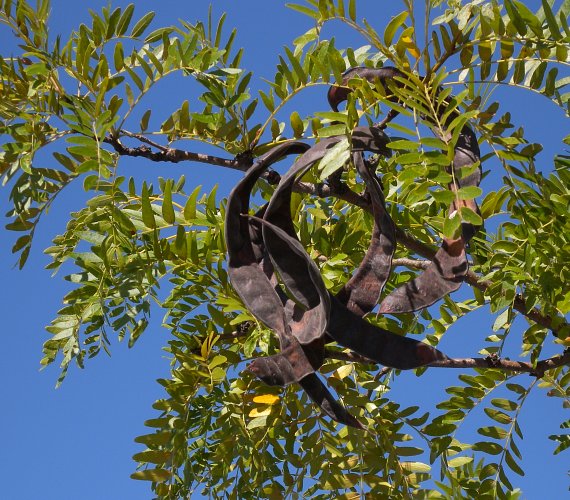 Thornless Honey Locust