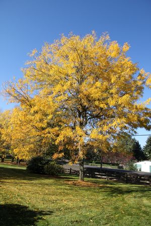 Thornless Honey Locust Seedling – Gleditsia Triacanthos Inermis – 6-12+ Inches – Outdoor Tree