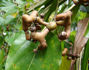 Japanese Raisin Tree seeds