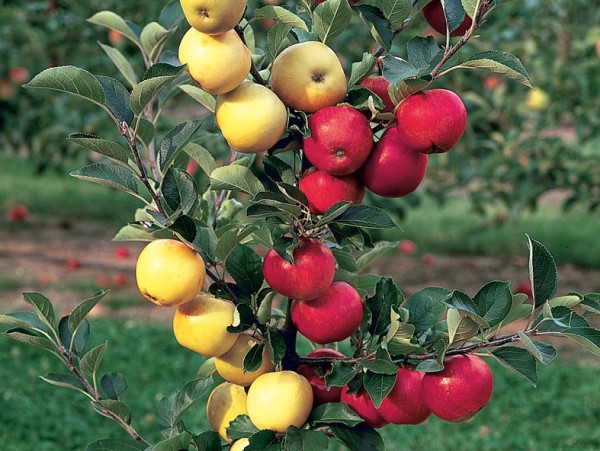Multi grafted fruit trees - Combine your favourite varieties on a single tree