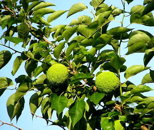 Osage Orange seeds