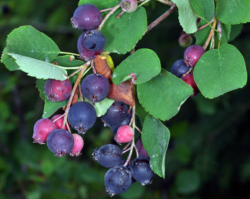 Service berry seeds