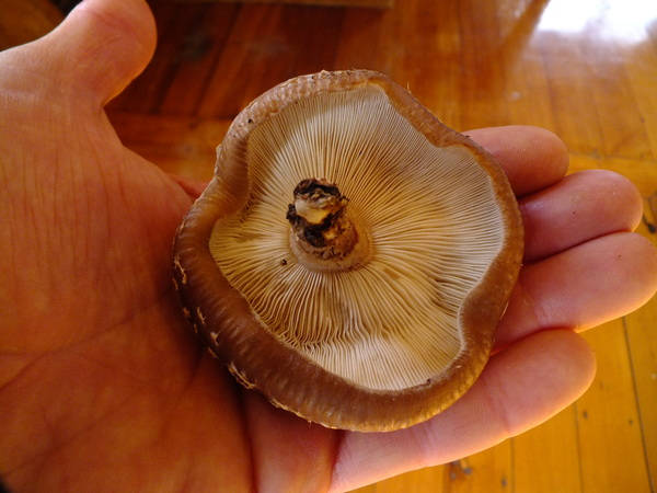 Shitake Harvest