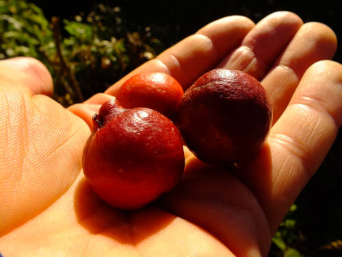 Red cherry guava seeds