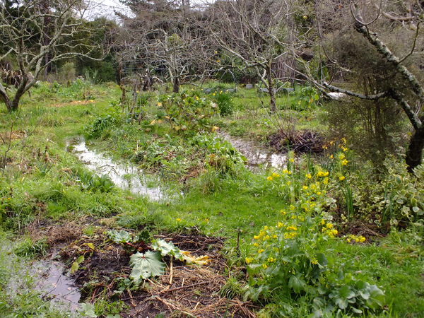 Winter in the forest garden