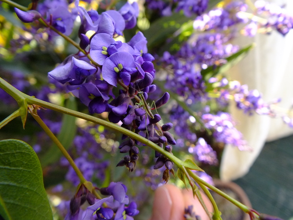 Hardenbergia vine seeds