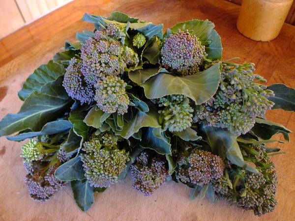 Perennial Brassica from the forest garden