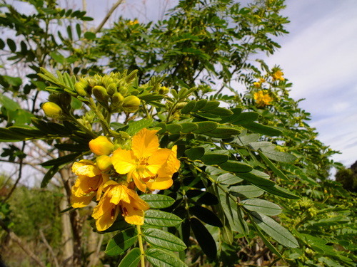 Senna Seeds