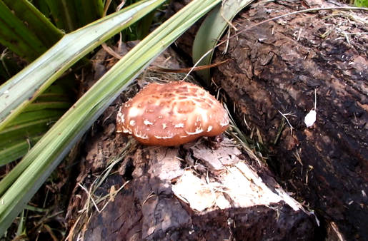 Shitake Harvest