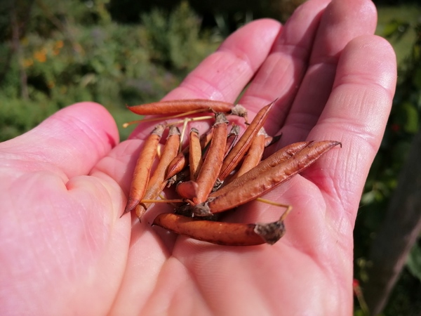 Collect Siberian Pea Shrub Seeds