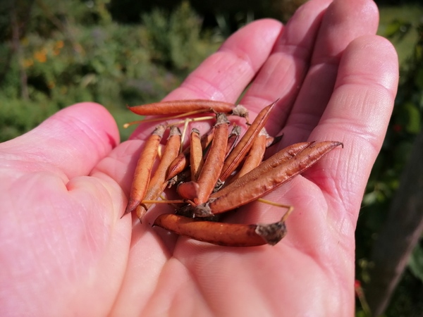 Siberian Pea Shrub seeds