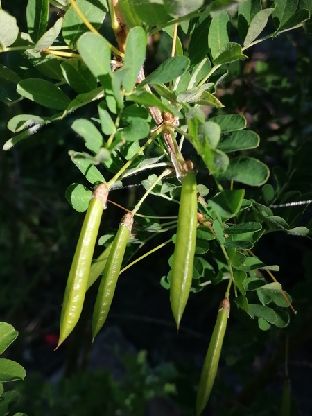 Siberian Pea Shrub