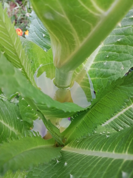 Teasel