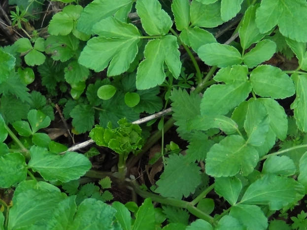 Alexanders