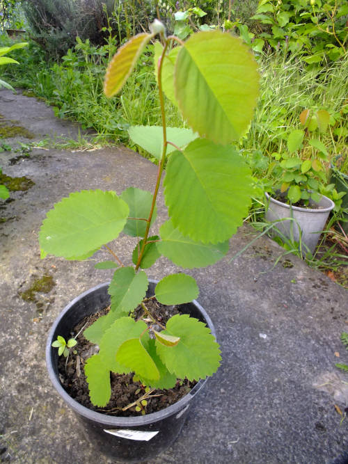 48141_Amelanchier-alnifolia-seedling