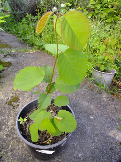 Service berry seeds