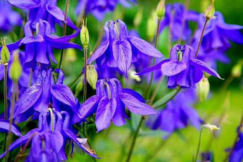 Columbine