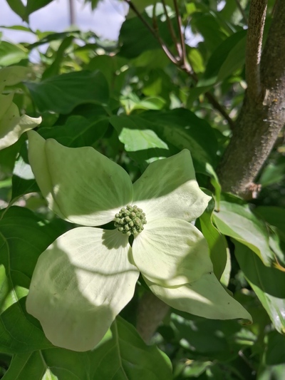 Chinese dogwood