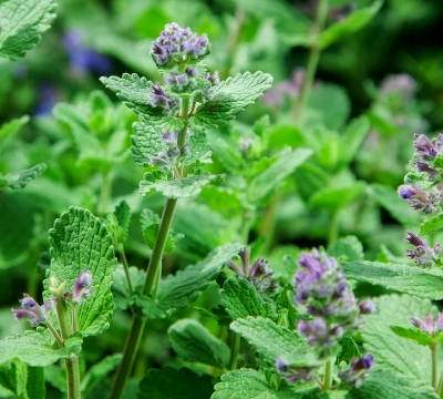 Catnip seeds