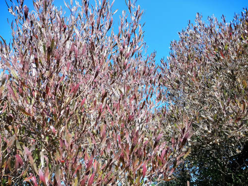 Purple Akeake Seeds