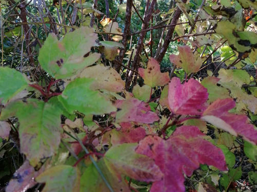 Viburnum trilobum dried fruit with seeds