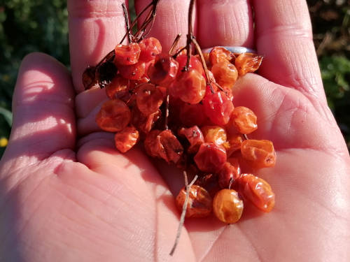 Viburnum trilobum dried fruit with seeds