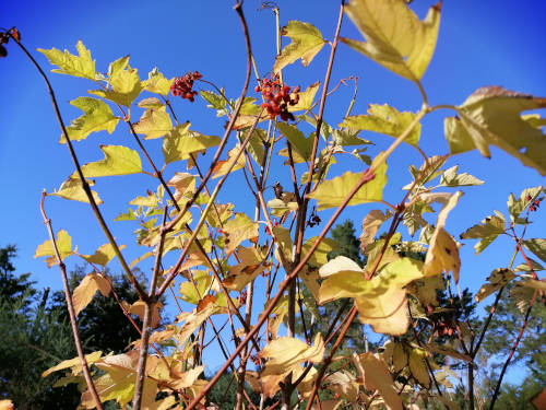 American cranberry bush