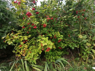 Viburnum trilobum dried fruit with seeds